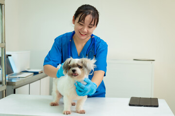 A middle-aged Asian female veterinarian is administering a vaccine or injection to a dog on a...