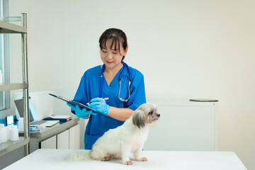 A middle-aged Asian female veterinarian is administering a vaccine or injection to a dog on a...