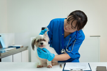 An Asian middle-aged female veterinarian gently trims a cute dog's nails at a clinic table. She...