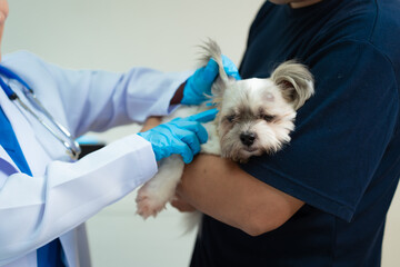 A middle-aged Asian man visits a veterinary clinic where a female Asian veterinarian performs a...