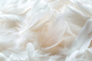 Delicate white feathers in a soft, light composition
