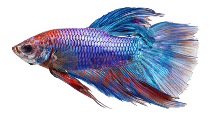 A vibrant and colorful betta fish showcasing its beautiful fins. transparent background