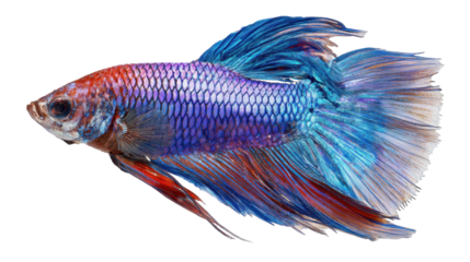 A vibrant and colorful betta fish showcasing its beautiful fins. transparent background