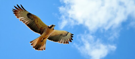 Obraz premium Majestic raptor soars through a serene azure sky dotted with ephemeral clouds