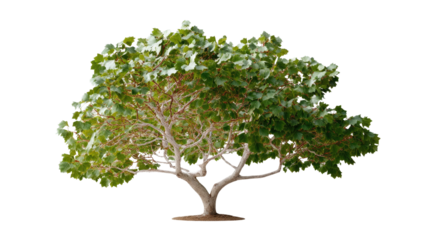 Vibrant Tree in Full Bloom: A lush, leafy tree with a robust trunk and verdant foliage thrives, embodying the essence of life, growth, and the wonders of nature.