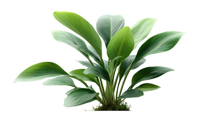 Botanical Radiance: A vibrant depiction of lush green plant, with verdant leaves, exudes vitality and natural beauty.
