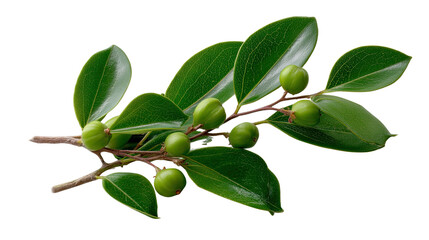 Jujube Branch: An eye-level shot, a branch of green jujube fruit, showcasing the freshness and organic growth in this botanical view.