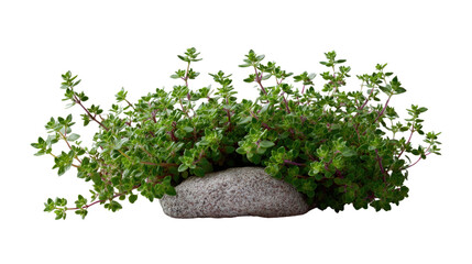 Thyme Plant in Stone Planter: A vibrant thyme plant thrives in a rustic stone planter, showcasing its lush green foliage and delicate texture. 