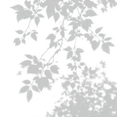 shadow overlay effect. Gray shadow of leaves isolated on white background. Plant foliage leaf shadow light effect. Mockup Blurred tree branch shadow. Ideal for summer spring design elements PNG