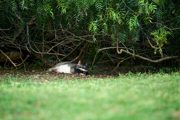 Plains viscacha or vizcacha, Lagostomus maximus, lying under some bushes at dusk, in El Palmar National Park, Entre Rios, Argentina.