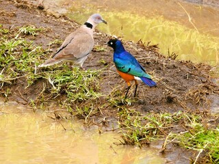 Some waterside discussions between a dove and a starling