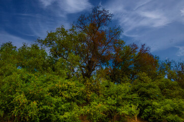 Lush green foliage and tall native trees captured under a deep blue sky with soft clouds in a rural...
