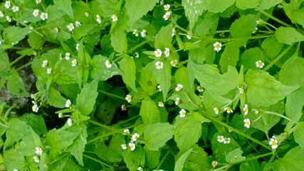Dense ground cover of small white wildflowers with yellow centers on lush green leafy plants. This natural pattern.