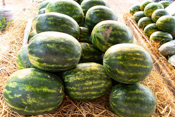 Pile big fresh watermelon dark green and yellow pattern on haystack by the roadside for sale with natural sunlight shining through is background. As package design element.