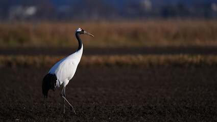 Fototapeta premium Majestic red crowned crane gracefully walks through a muddy field with a stalk of grain in its beak during a crisp autumn day