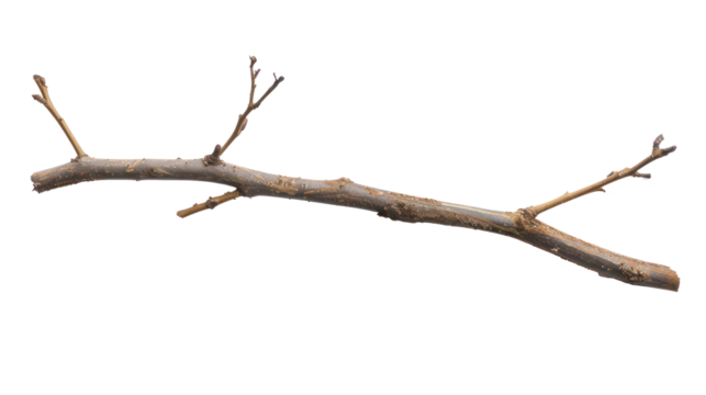 Twig and Stick isolate on transparency background