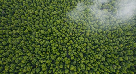 
Forest seen from above with fog