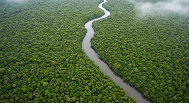 
A river crossing a tropical forest seen from above