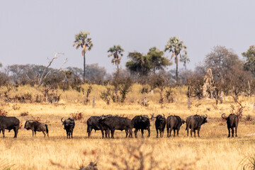 Telephoto shot of a herd of blue wildebeest - Connochaetes taurinus- standing on the Okavango...