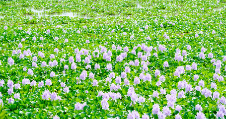 ホテイアオイの花