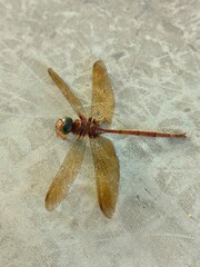 A close-up, top-down view of a deceased reddish-brown dragonfly with large, clear, and slightly...