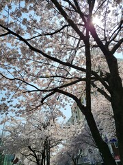 Cherry Blossom Pathways and Scenic Spring Landscapes in Korea
