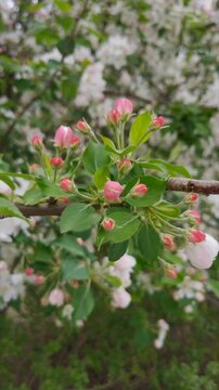 A close-up video of beautiful white and pink apple blossoms on a tree branch, with a small caterpillar crawling on a leaf. A scene of life and nature in an orchard during spring.
