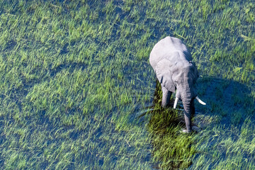 Aerial telephoto shot of an African Elephant wading through the shallow waters of the Okavango Delta in Botswana.