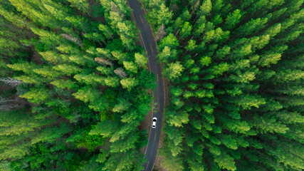 Fototapeta premium Aerial view of dark green forest road and white electric car Natural landscape and elevated roads Adventure travel and transportation and environmental protection concept 