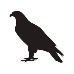 Majestic Eagle Silhouette Isolated on White Background