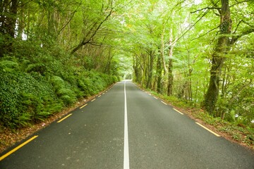 Two-lane paved road is stretching through flat design forest, with white line and ferns