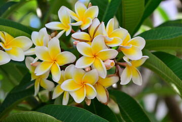 bourbon vanille blume 