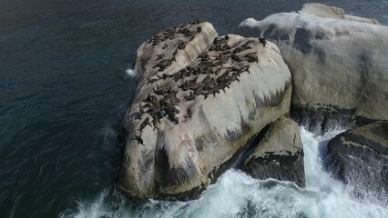 Obraz premium High angle view of seals resting on rocks