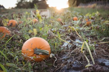 Flat design rural farm pumpkin patch is glowing under sunset light with tangled vines, wooden crate