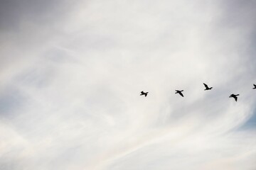 Low angle view of bird flying against sky