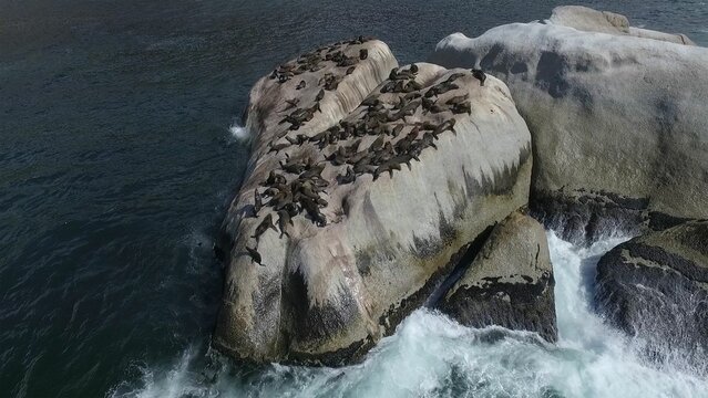 Fototapeta High angle view of seals resting on rocks