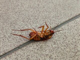 A dead cockroach is seen lying on its back, revealing its reddish-brown underside and spiky legs,...