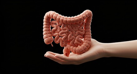 Hand shows and holds human Large intestine. 