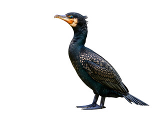 Obraz premium Great cormorant bird standing profile view isolated on transparent background