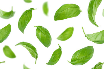 Seamless pattern of basil leaves flying over transparent background 