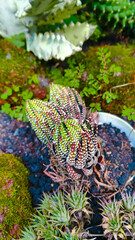 Haworthia succulent close up with vibrant white dotted leaves. 