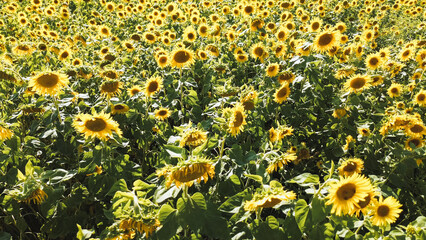 Sunflower with a bee on a clear August day in a blooming field