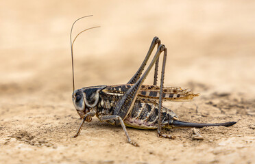 Grasshopper with long legs close-up, on sandy ground, side view