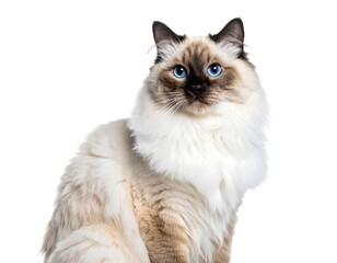 Obraz premium Fluffy Ragdoll cat portrait