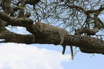 A Leopard sleeping on the tree in Ndutu