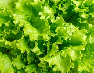 Close-up of fresh green lettuce leaves
