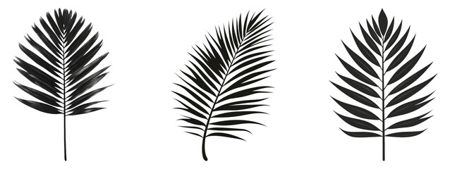 Three isolated palm leaves on a transparent background for design use