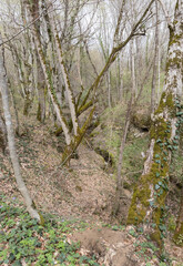 a small stream of water along the bottom of the stream in the middle of spring with a variety of flow forms