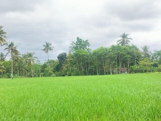 Majestic Mountain Range Covered in Lush Forest and Rolling Clouds