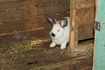 rabbit in the garden